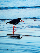 27th May 2022 - oystercatcher