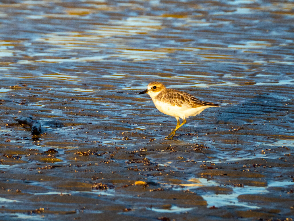 dotterel by christinav