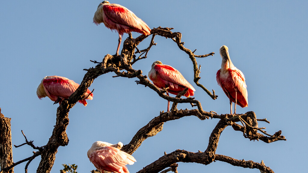 Roseate Spoonbill Convention! by rickster549