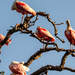 Roseate Spoonbill Convention! by rickster549