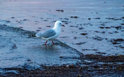 29th May 2022 - red billed gull
