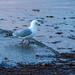red billed gull by christinav