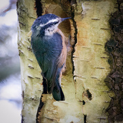 28th May 2022 - Nuthatch