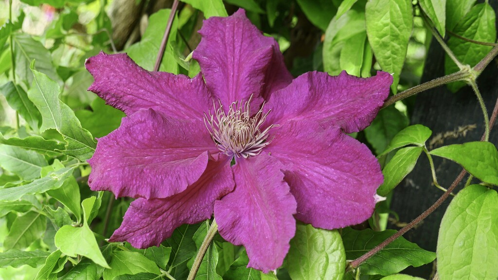 Clematis In The Garden. by tonygig