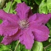 Clematis In The Garden. by tonygig