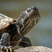 Turtle of Central Park by jyokota