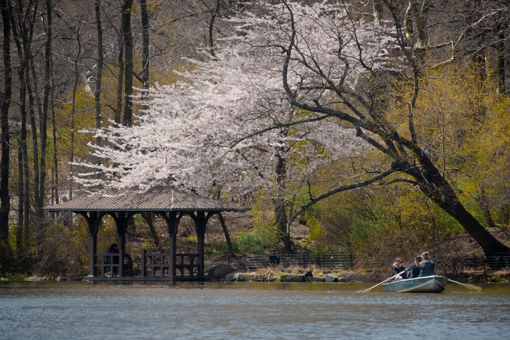 Rowing in Central Park by jyokota