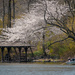 Rowing in Central Park by jyokota