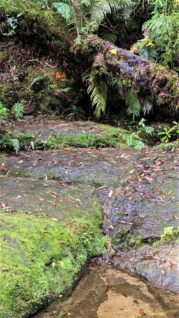 Well marked stream by sandradavies