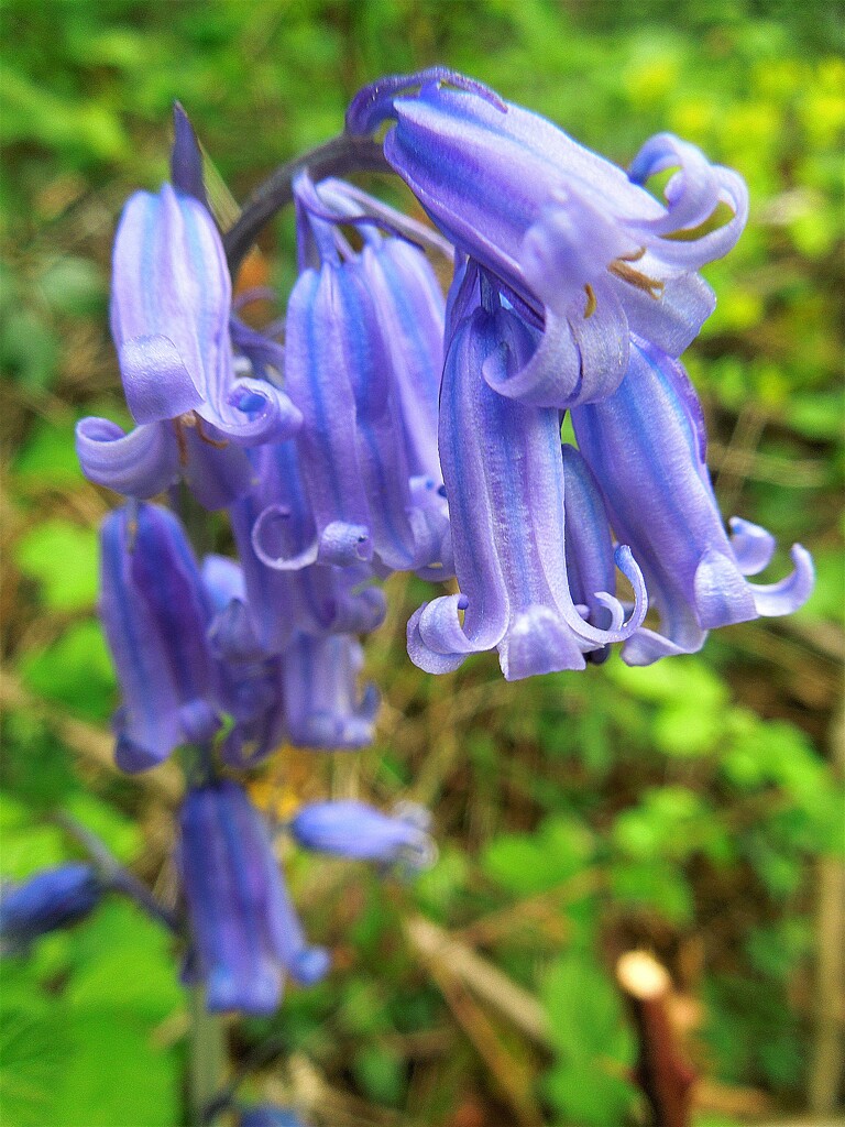 May bells in the woods : bluebells by etienne