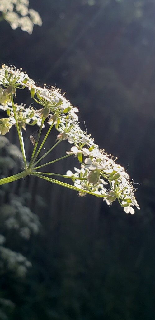 Sun and cow parsley by shine365