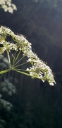 28th May 2022 - Sun and cow parsley