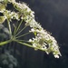 Sun and cow parsley by shine365
