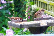 29th May 2022 - Sparrows 