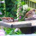 Sparrows  by beryl