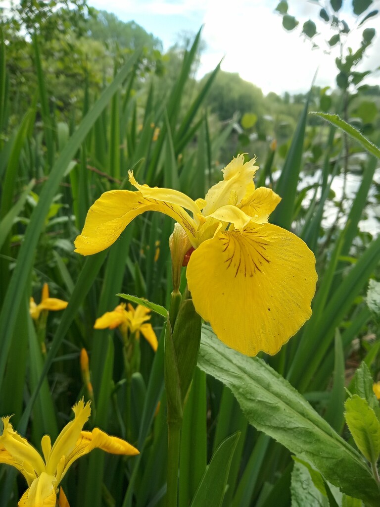 Yellow Iris by 365projectorgjoworboys