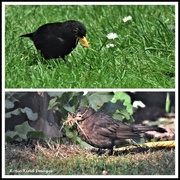 29th May 2022 - Bobbie and Betsey Blackbird