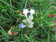 29th May 2022 - Look what I found in the grass