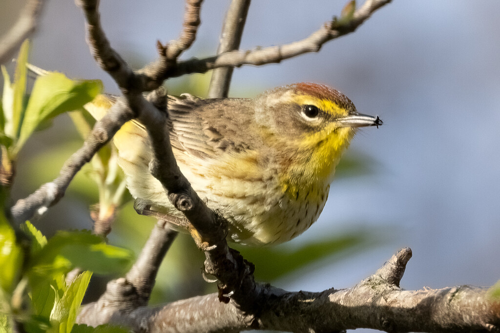 Palm Warbler (with midge for lunch) by jyokota