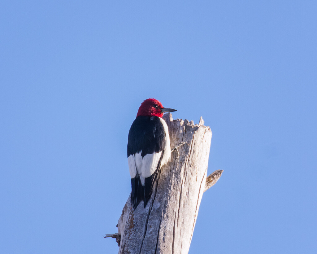 red-headed woodpecker by aecasey