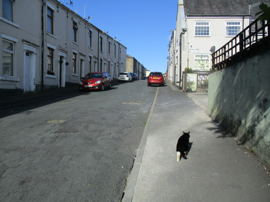 Houses, blue sky and a cat. On my way home. by grace55