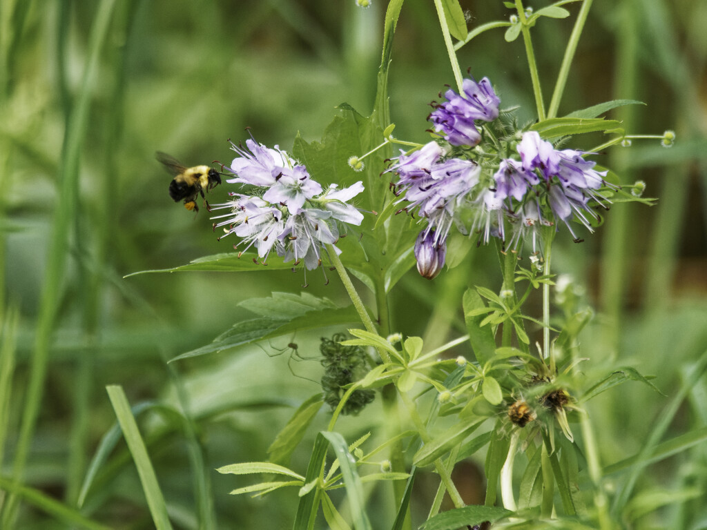 bumble bee and waterleaf by rminer