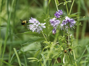 27th May 2022 - bumble bee and waterleaf