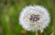 29th May 2022 - Dandelion 