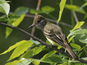 29th May 2022 - Great Crested Flycatcher