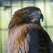 29th May 2022 - caged red-tailed hawk