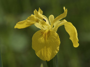 29th May 2022 - yellow iris closeup