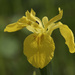 yellow iris closeup by rminer