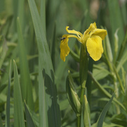 29th May 2022 - yellow iris landscape 