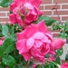 Roses by julie