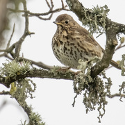 29th May 2022 - Songthrush