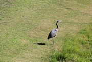 17th May 2022 - MAY 17 Blue Heron on Small PondIMG_6287A