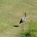 MAY 17 Blue Heron on Small PondIMG_6287A by georgegailmcdowellcom
