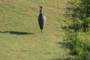 18th May 2022 - May 18 Blue Heron again on Small PondIMG_6292A