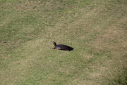 19th May 2022 - May 19 Painted Turtle Switching Ponds IMG_6306A