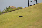 20th May 2022 - May 20 Tired Painted Turtle going from big pond to small pondIMG_6318A