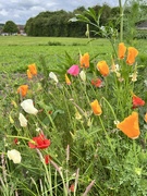 29th May 2022 - Pretty poppies