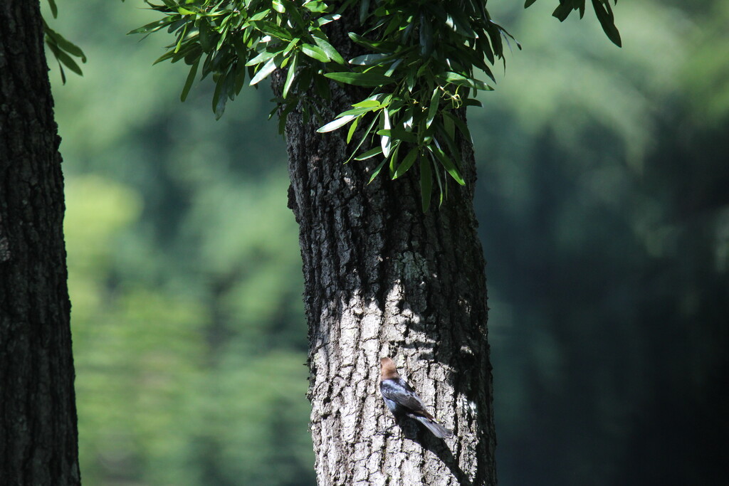 May 22 Cowbirds IMG_6323A by georgegailmcdowellcom