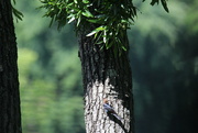 22nd May 2022 - May 22 Cowbirds IMG_6323A