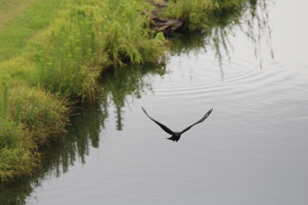 May 23 Crow in flight IMG_6373A by georgegailmcdowellcom