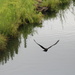 May 23 Crow in flight IMG_6373A by georgegailmcdowellcom