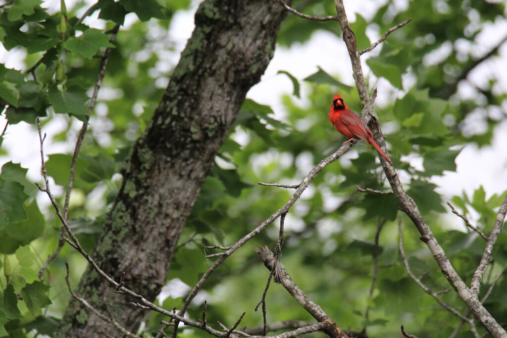 May 24 Cardinal does not look happy with meIMG_6386A by georgegailmcdowellcom