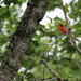May 24 Cardinal does not look happy with meIMG_6386A by georgegailmcdowellcom