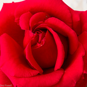 29th May 2022 - Red Red Rose