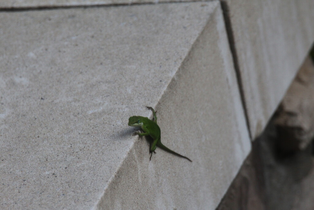 May 26 Chameleon thru the windowIMG_6393A by georgegailmcdowellcom