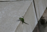 26th May 2022 - May 26 Chameleon thru the windowIMG_6393A